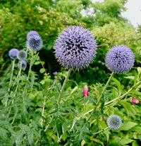 Purple Rattlesnake Flower seeds for Planting - Long Bloom Season, Heirloom & GMO Free Seeds for Home Garden