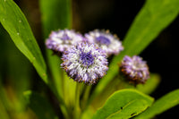 Globularia Flower seeds for Planting Sun Loving Heirloom & GMO Free Seeds for Home Garden 
 
 Sale