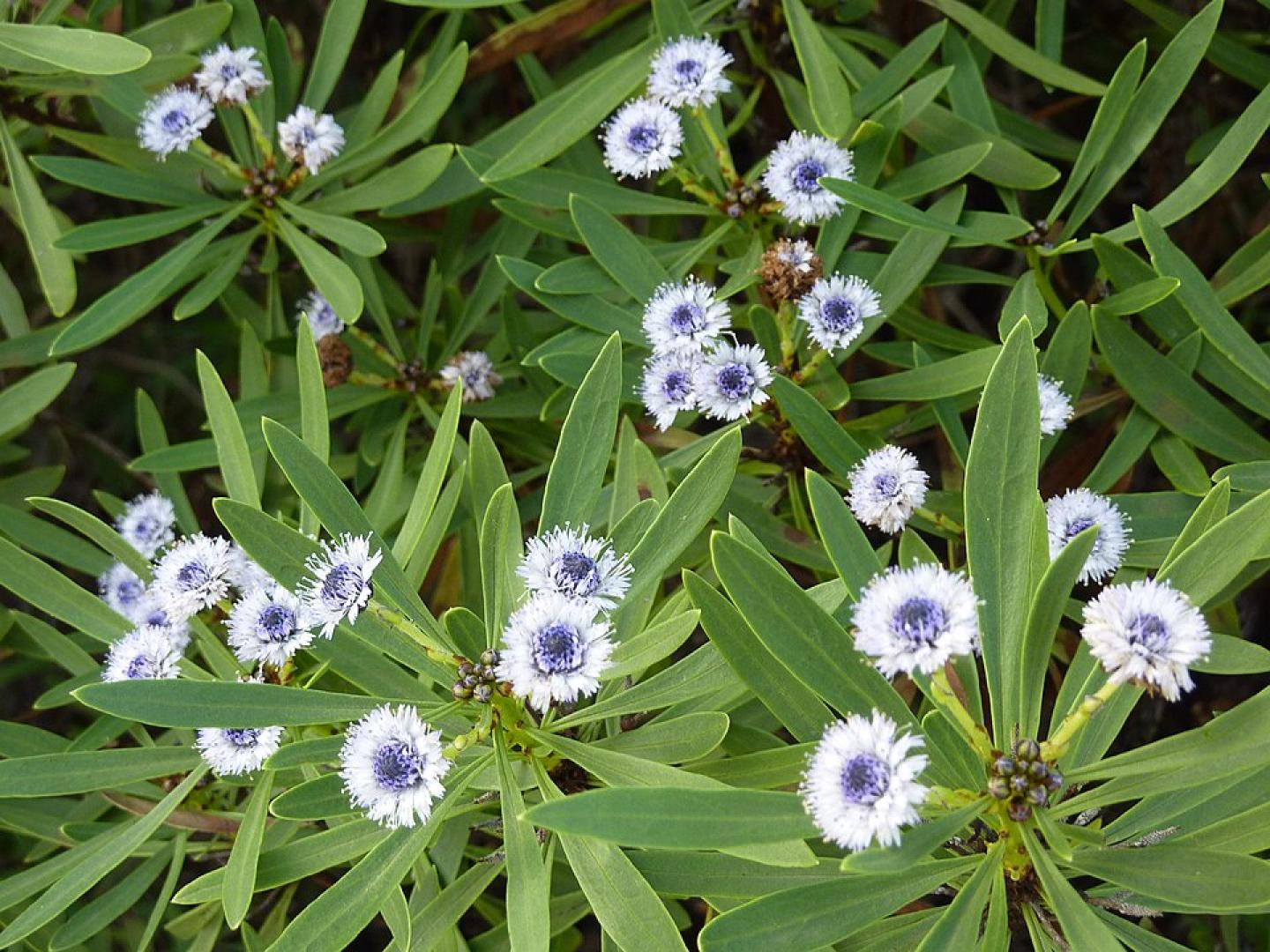Globularia Flower seeds for Planting Sun Loving Heirloom & GMO Free Seeds for Home Garden 
 
 Sale