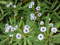 Globularia Flower seeds for Planting Sun Loving Heirloom & GMO Free Seeds for Home Garden 
 
 Sale