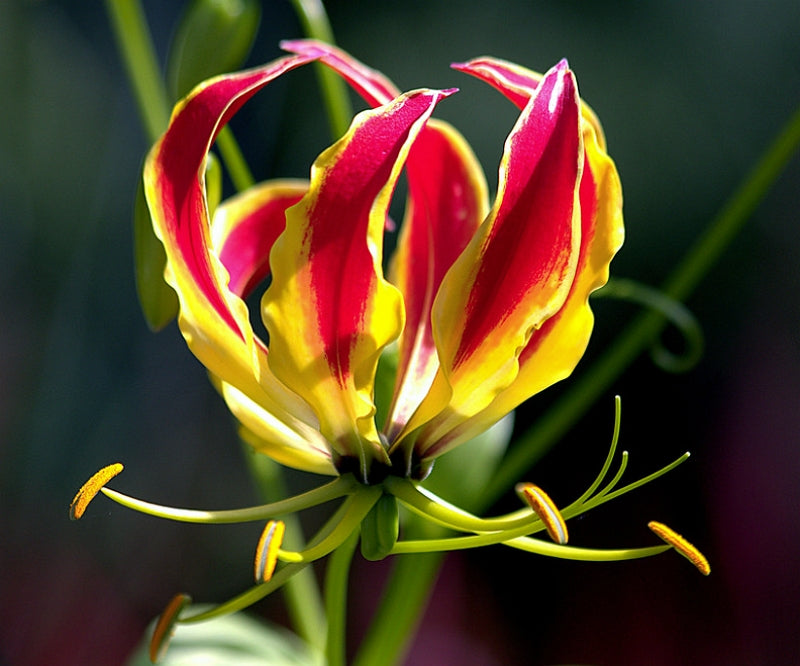 Yellow Red Gloriosa Superba Flower Planting Seeds