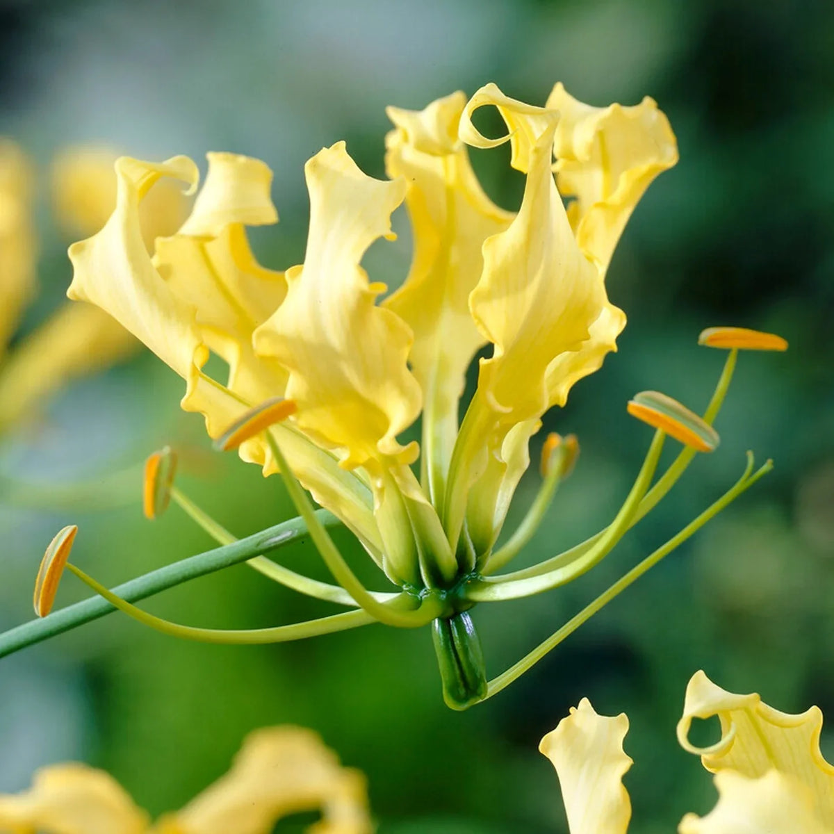Gloriosa (Gloriosa Lutea) seeds for planting in home garden