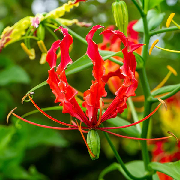 Non GMO Red Gloriosa Superba seeds