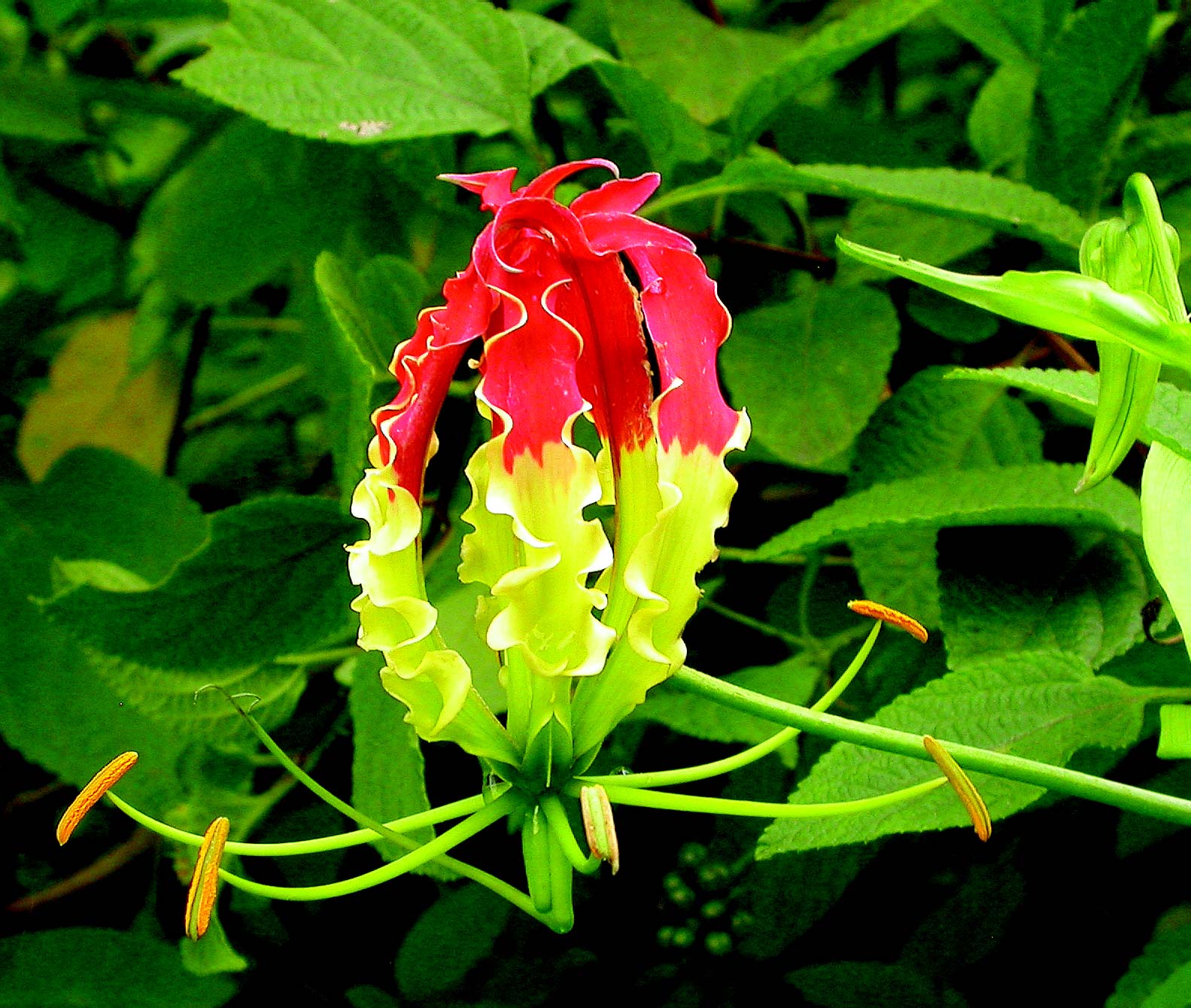 Yellow Red Gloriosa Superba Flower Planting Seeds