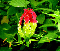 Yellow Red Gloriosa Superba Flower Planting Seeds