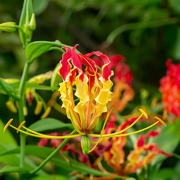 Yellow Red Gloriosa Superba Flower seeds for Planting - Bright Blooms, Heirloom & GMO Free Seeds for Home Garden