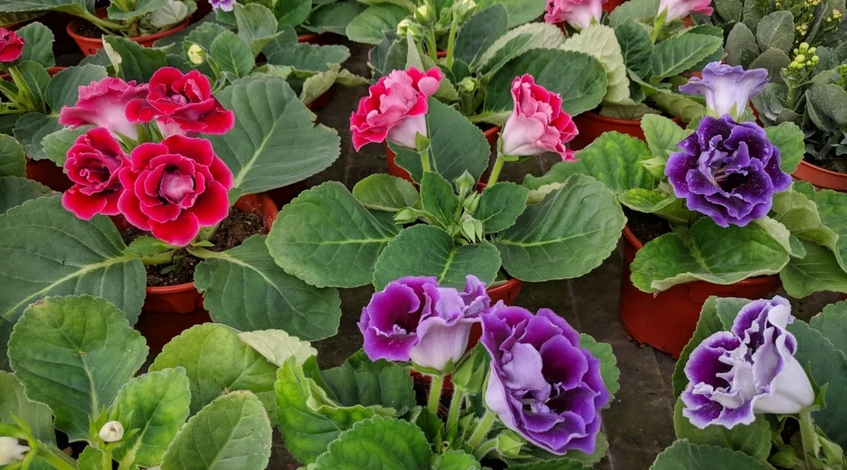 Hardy Gloxinia Flower seeds for Planting Low Maintenance Heirloom & GMO Free Seeds for Home Garden 
 
 Sale