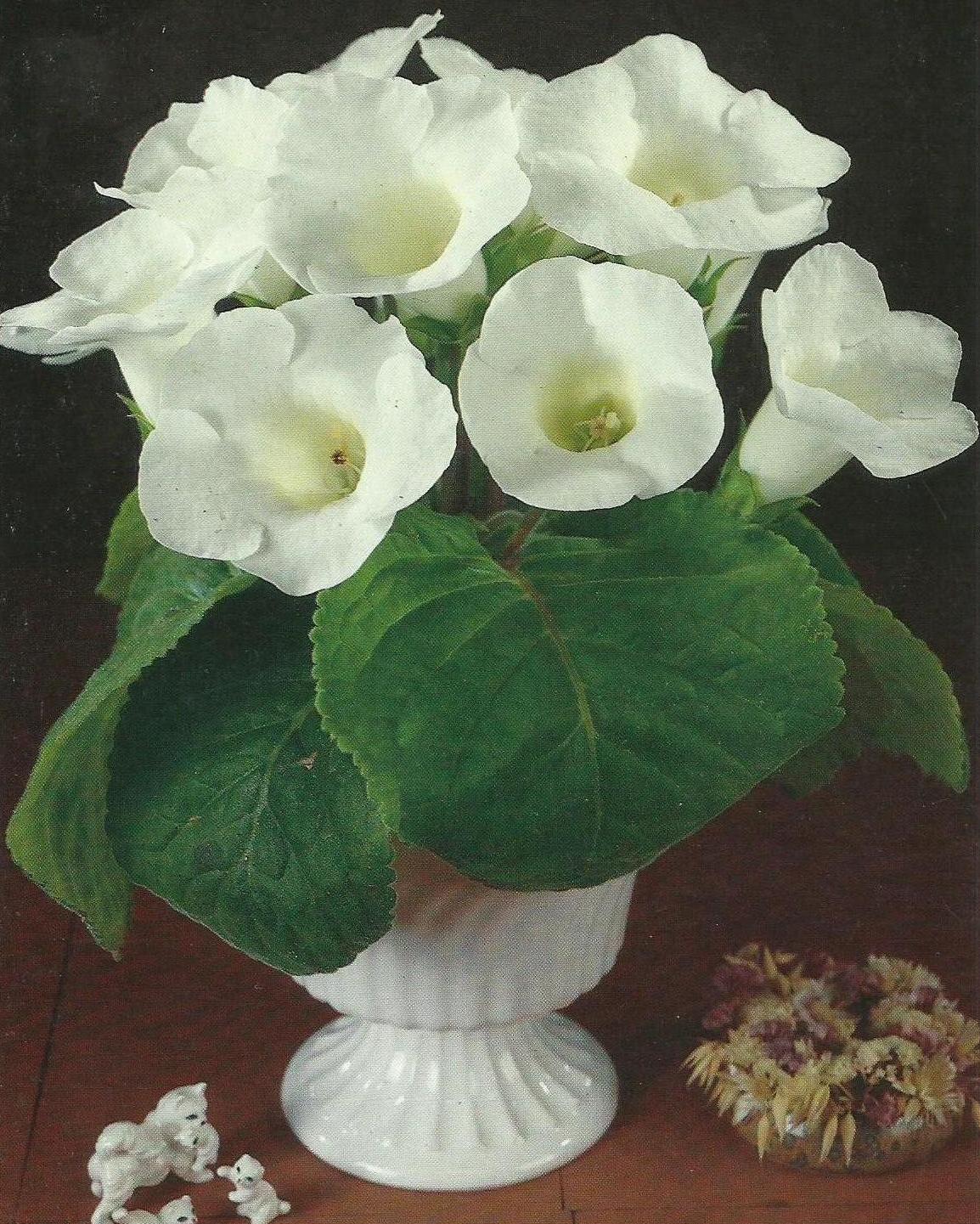 White Gloxinia Flower seeds for Planting Cottage Garden Essential Heirloom & GMO Free Seeds for Home Garden 
 
 Sale