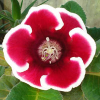 Indoor white Gloxinia flower seeds