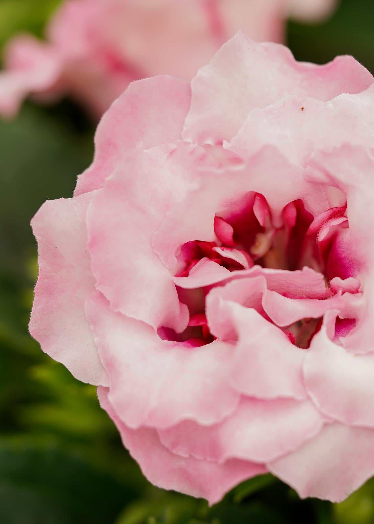 Light Pink Gloxinia Flower seeds for Planting - Low Maintenance, Heirloom & GMO Free Seeds for Home Garden