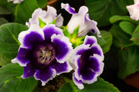 White Black Gloxinia Flower seeds for Planting Easy to Grow Heirloom & GMO Free Seeds for Home Garden
 
 Sale