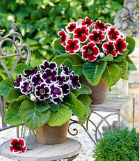 Non GMO white Gloxinia planting seeds
