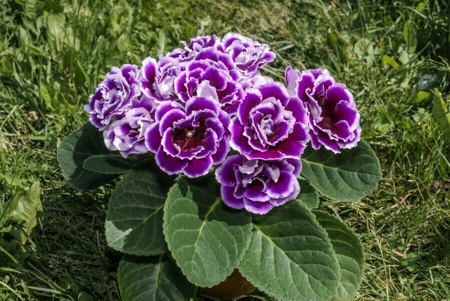 Gloxinia Flower seeds for Planting Sun Loving Heirloom & GMO Free Seeds for Home Garden