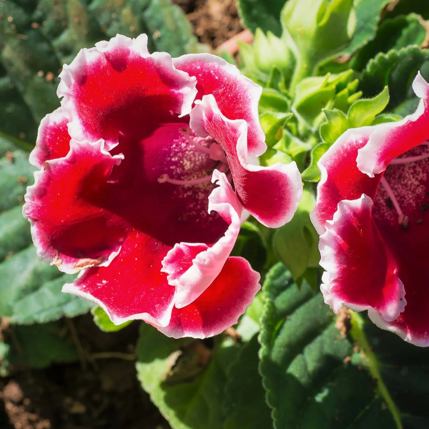 Red & White Gloxinia Flower seeds for Planting - Pollinator Friendly, Heirloom & GMO Free Seeds for Home Garden