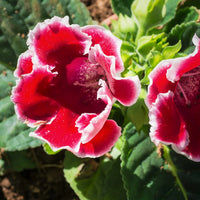 Red & White Gloxinia Flower seeds for Planting - Pollinator Friendly, Heirloom & GMO Free Seeds for Home Garden