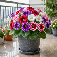 Mixed Pelleted Flower seeds for Planting - Perfect for Borders, Heirloom & GMO Free Seeds for Home Garden