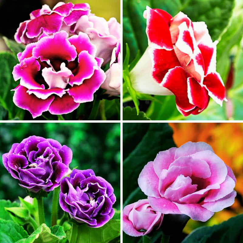 Sinningia Gloxinia Flower seeds for Planting Cut Flower Favorite Heirloom & GMO Free Seeds for Home Garden