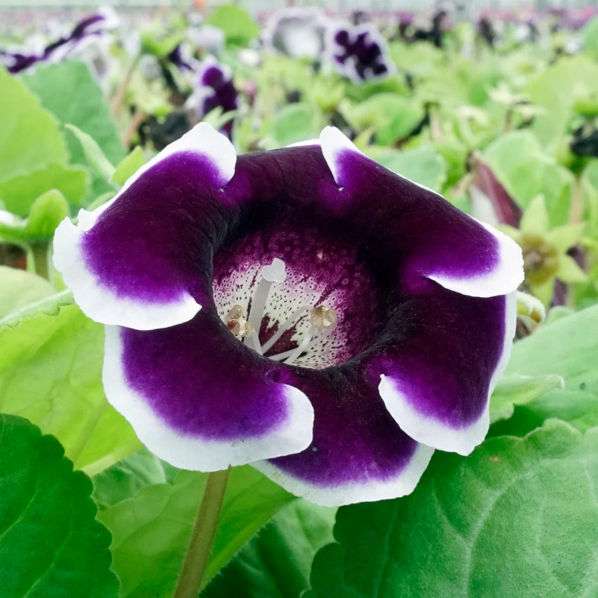 Purple White Gloxinia Flower Seeds for Planting Compact Growth Heirloom & GMO Free Seeds for Home Garden