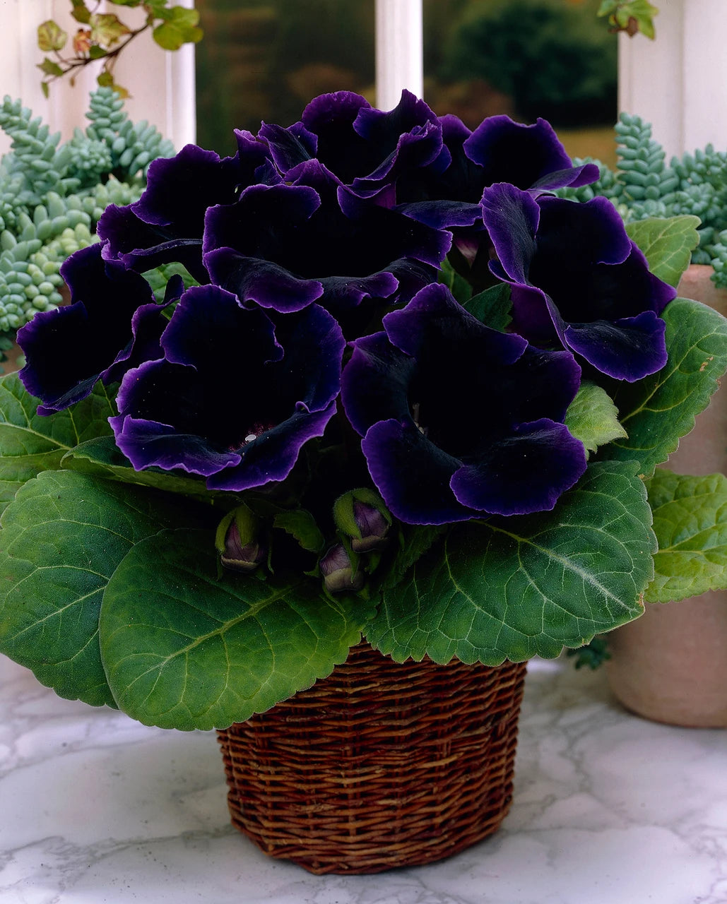 Dark Blue Gloxinia Flower seeds for Planting - Bright Blooms, Heirloom & GMO Free Seeds for Home Garden