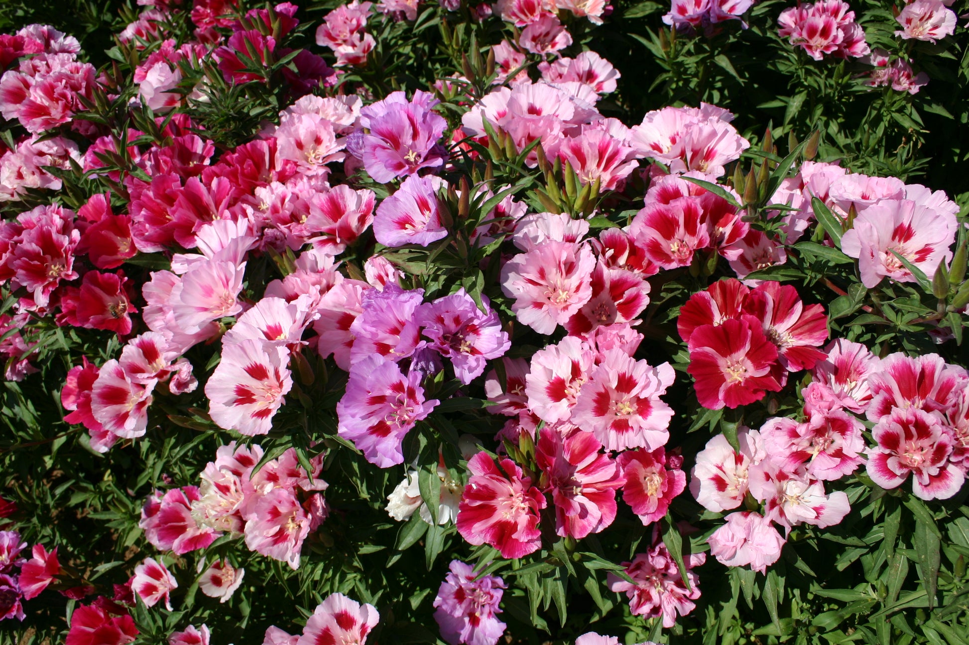 Azalea Flower Seeds Mix Flower seeds for Planting Low Maintenance Heirloom & GMO Free Seeds for Home Garden
 
 Sale