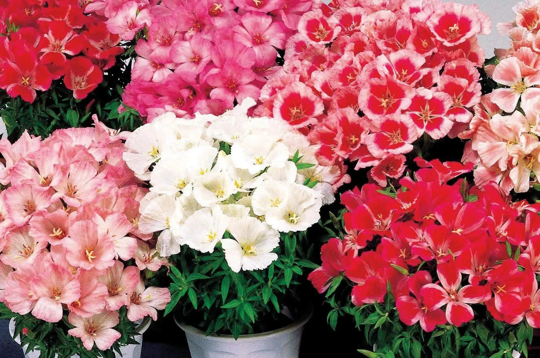 Godetia Flower seeds for Planting - Sun Loving, Heirloom & GMO Free Seeds for Home Garden