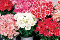 Godetia Flower seeds for Planting - Sun Loving, Heirloom & GMO Free Seeds for Home Garden
