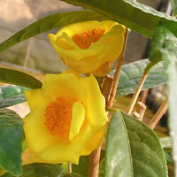 Golden Camellia Flower seeds for Planting - Seasonal Bloomer, Heirloom & GMO Free Seeds for Home Garden