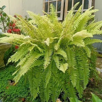 Yellow Green Fern for Planting Sun Loving Heirloom & GMO Free Seeds for Home Garden
 
 Sale