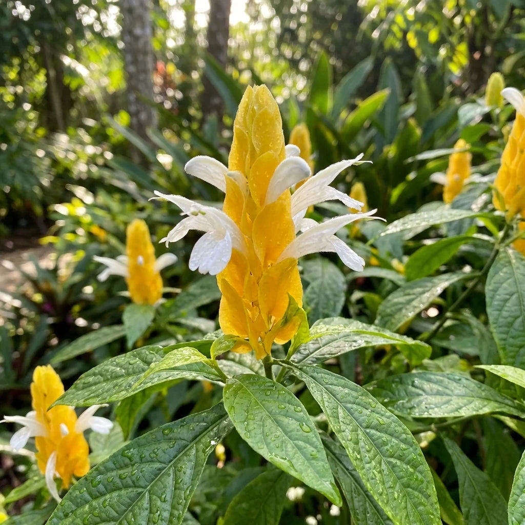 Light Yellow Pachystachys Flower seeds for Planting - Seasonal Bloomer, Heirloom & GMO Free Seeds for Home Garden