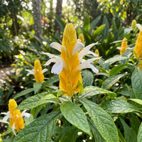 Light Yellow Pachystachys Flower seeds for Planting - Seasonal Bloomer, Heirloom & GMO Free Seeds for Home Garden