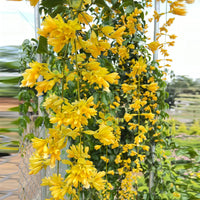 Cascade Flower seeds for Planting - Colorful Display, Heirloom & GMO Free Seeds for Home Garden
