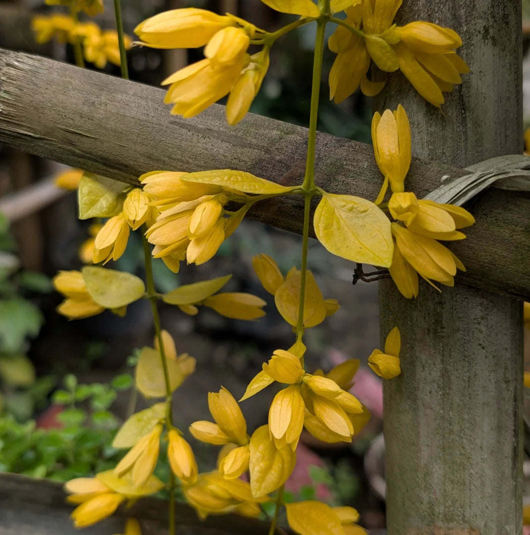 Cascade Flower seeds for Planting Compact Growth Heirloom & GMO Free Seeds for Home Garden 
 
 Sale