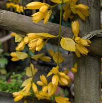Cascade Flower seeds for Planting Compact Growth Heirloom & GMO Free Seeds for Home Garden 
 
 Sale