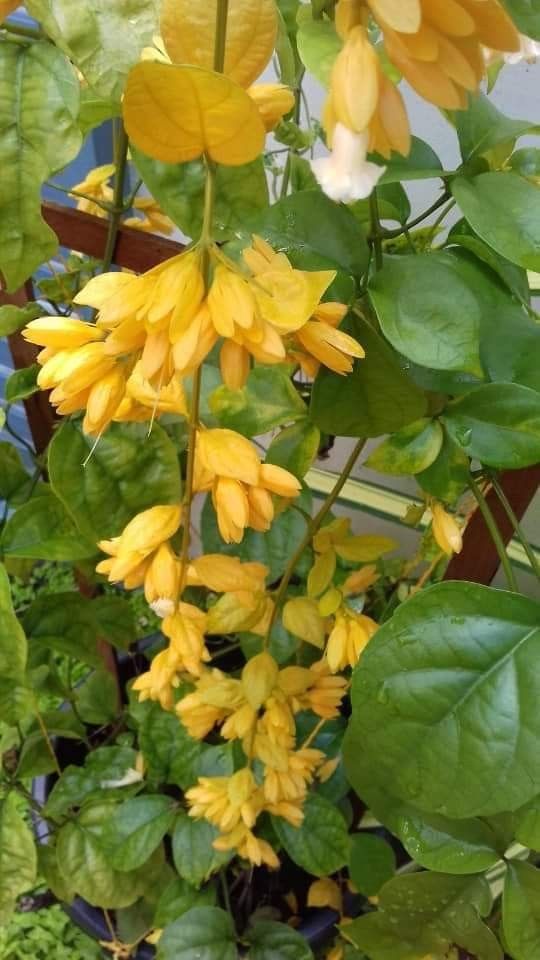 Cascade Flower seeds for Planting - Colorful Display, Heirloom & GMO Free Seeds for Home Garden
