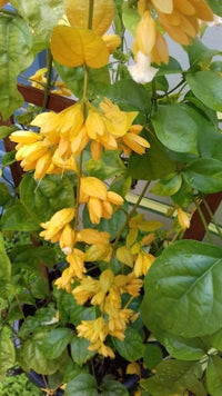Cascade Flower seeds for Planting - Colorful Display, Heirloom & GMO Free Seeds for Home Garden