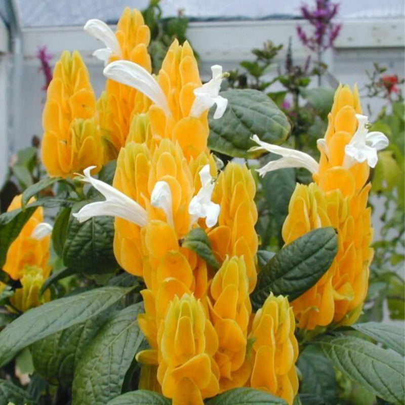 White Yellow Pachystachys for Stunning Landscapes - Seed for Easy Planting