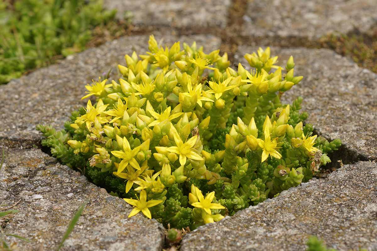 Sedum Golden Carpet Succulent Seeds Flower seeds for Planting Wildflower Mix Heirloom & GMO Free Seeds for Home Garden