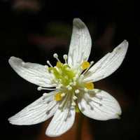 Goldthread Flower seeds for Planting Fragrant Blossoms Heirloom & GMO Free Seeds for Home Garden
