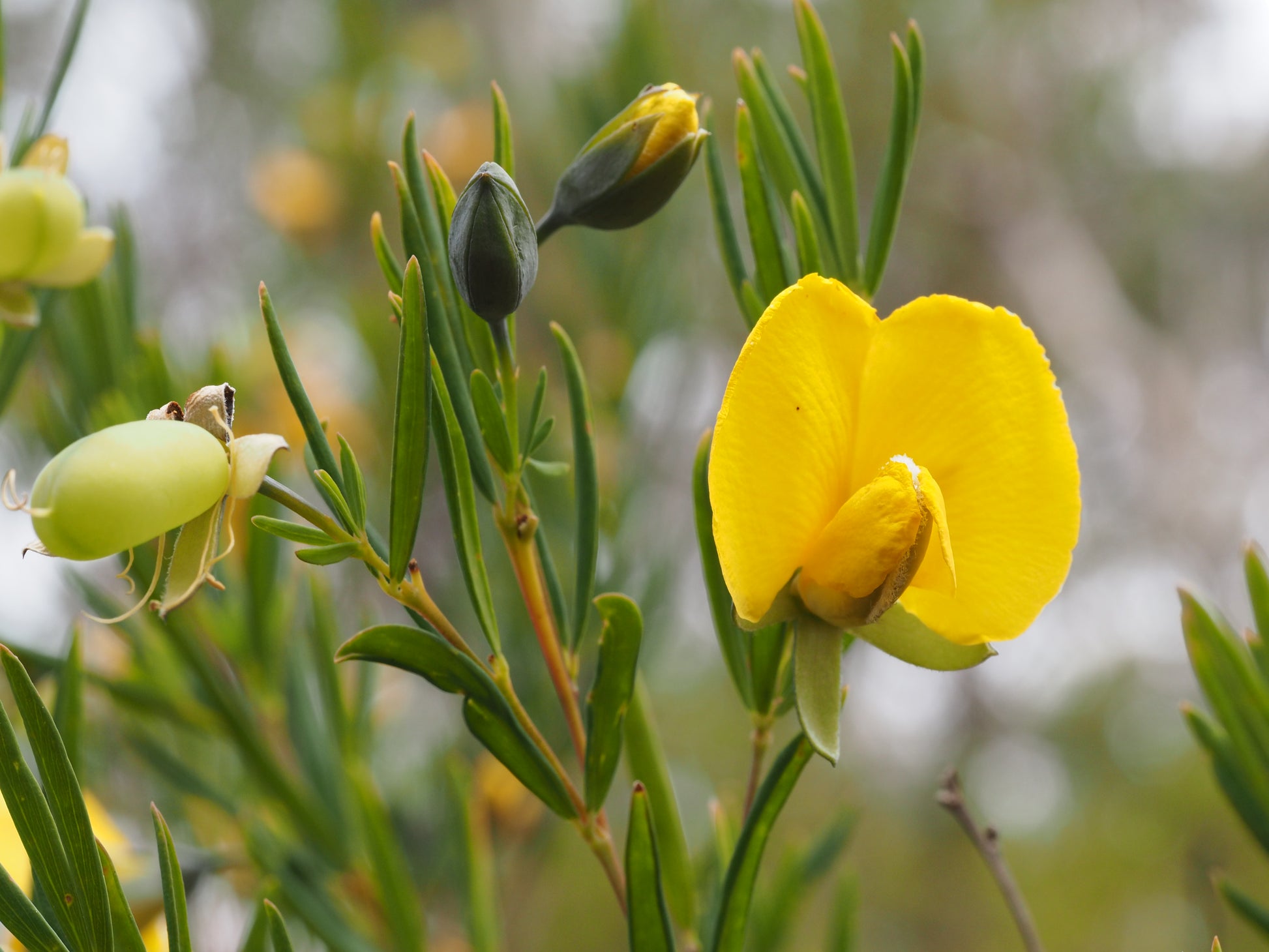 Yellow Sweet Pea Flower Seeds for Planting – Heirloom NonGMO Organic Garden Seeds – Vibrant Blooms High Germination
 
 Sale