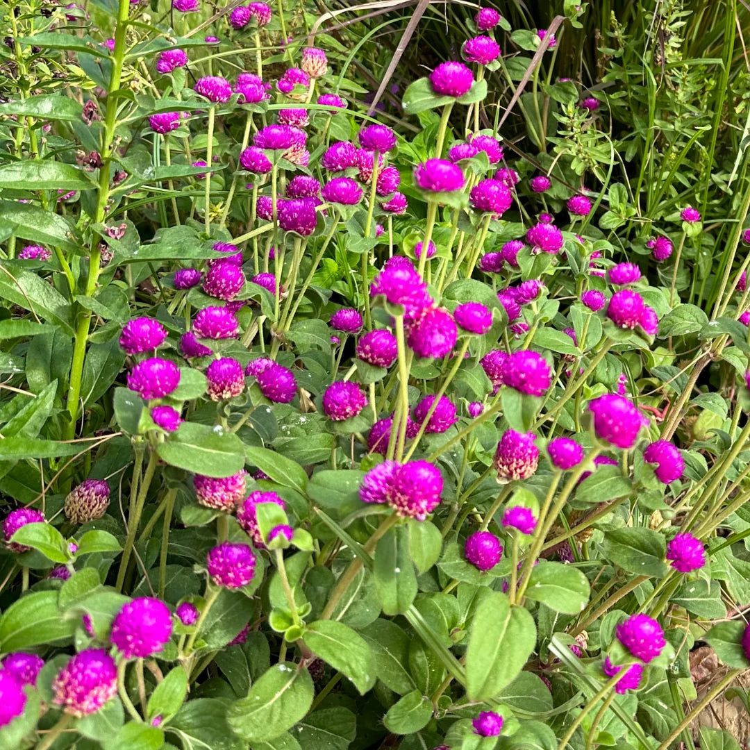 Gnome Series Gomphrena Seeds for Planting