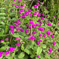 Gnome Series Gomphrena Seeds for Planting