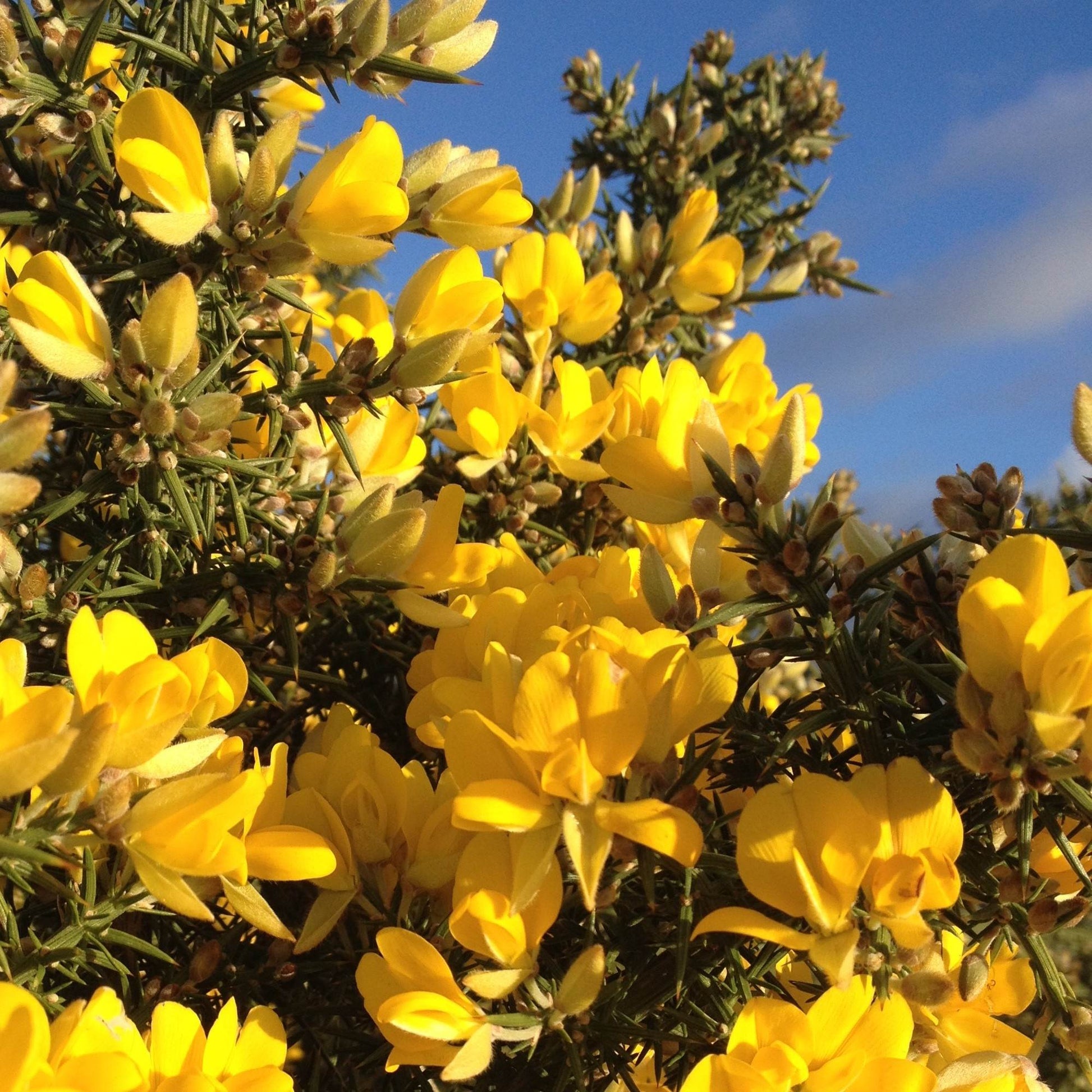 Gorse Ulex Europaeus Flower Seeds for Planting  Hardy Perennial Seeds for Vibrant Yellow Blooms