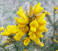 Yellow Gorse Ulex Europaeus Flower seeds for Planting - Easy to Grow, Heirloom & GMO Free Seeds for Home Garden