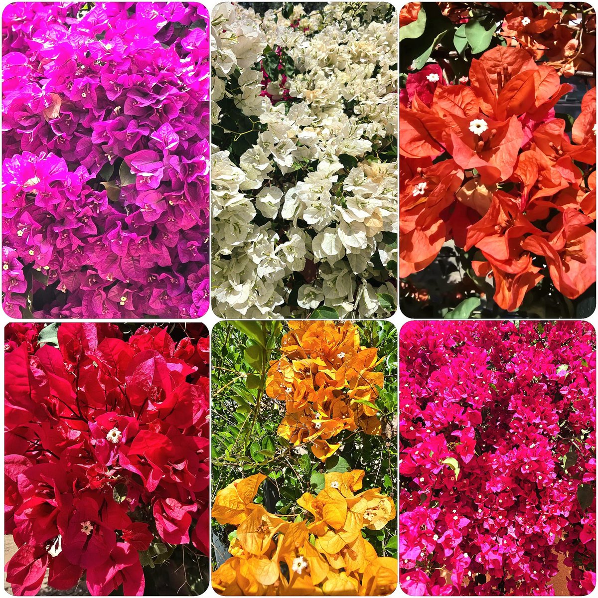 Buganvillas Flower seeds for Planting - Fragrant Blossoms, Heirloom & GMO Free Seeds for Home Garden