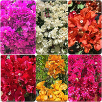 Buganvillas Flower seeds for Planting - Fragrant Blossoms, Heirloom & GMO Free Seeds for Home Garden