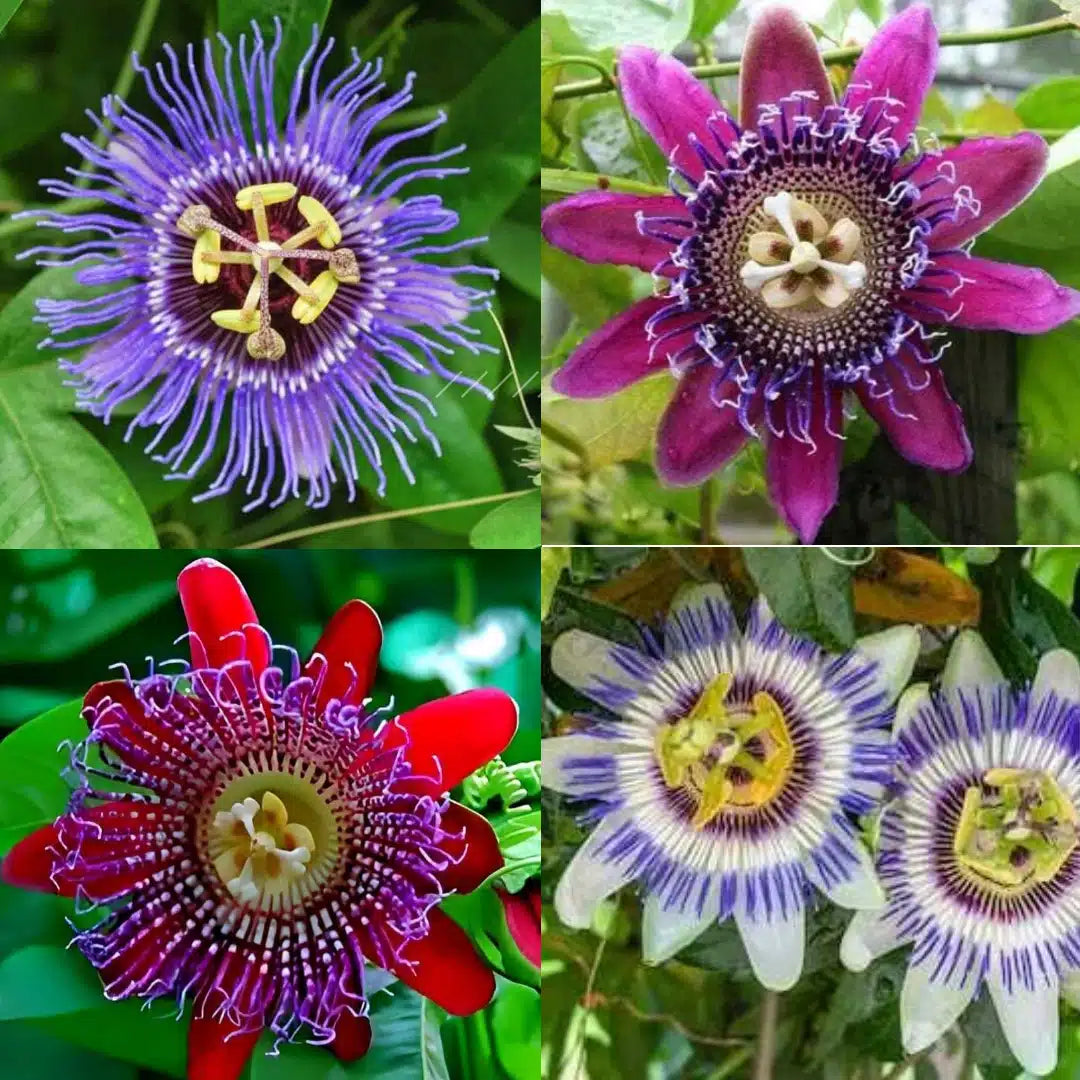 Red Blue Passiflora Flower Seeds for Planting Premium Quality Heirloom & GMO Free Seeds for Home Garden
 
 Sale