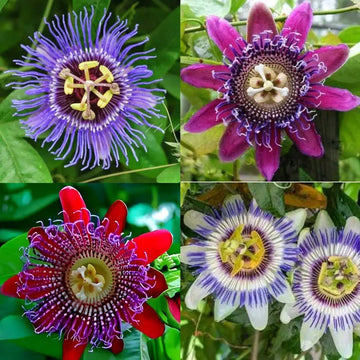 Red Blue Passiflora Flower Seeds for Planting Premium Quality Heirloom & GMO Free Seeds for Home Garden
 
 Sale