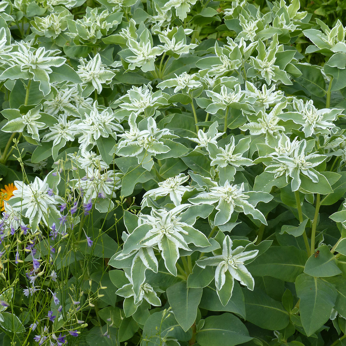 Heirloom Marginata Flower seeds for Planting Bright Blooms Heirloom & GMO Free Seeds for Home Garden