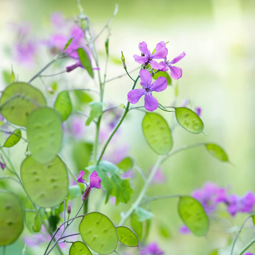 Lunaria Money Flower seeds for Planting - Compact Growth, Heirloom & GMO Free Seeds for Home Garden