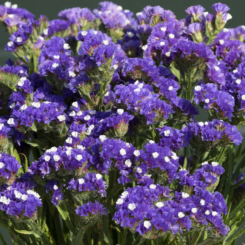 Statice Blue River Flower seeds for Planting - Drought Tolerant, Heirloom & GMO Free Seeds for Home Garden
 
 Sale for planting in home garden